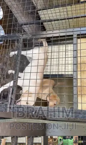 1-3 months Male Purebred Labrador Retriever