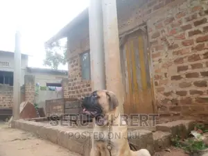 1-3 months Male Purebred Bullmastiff