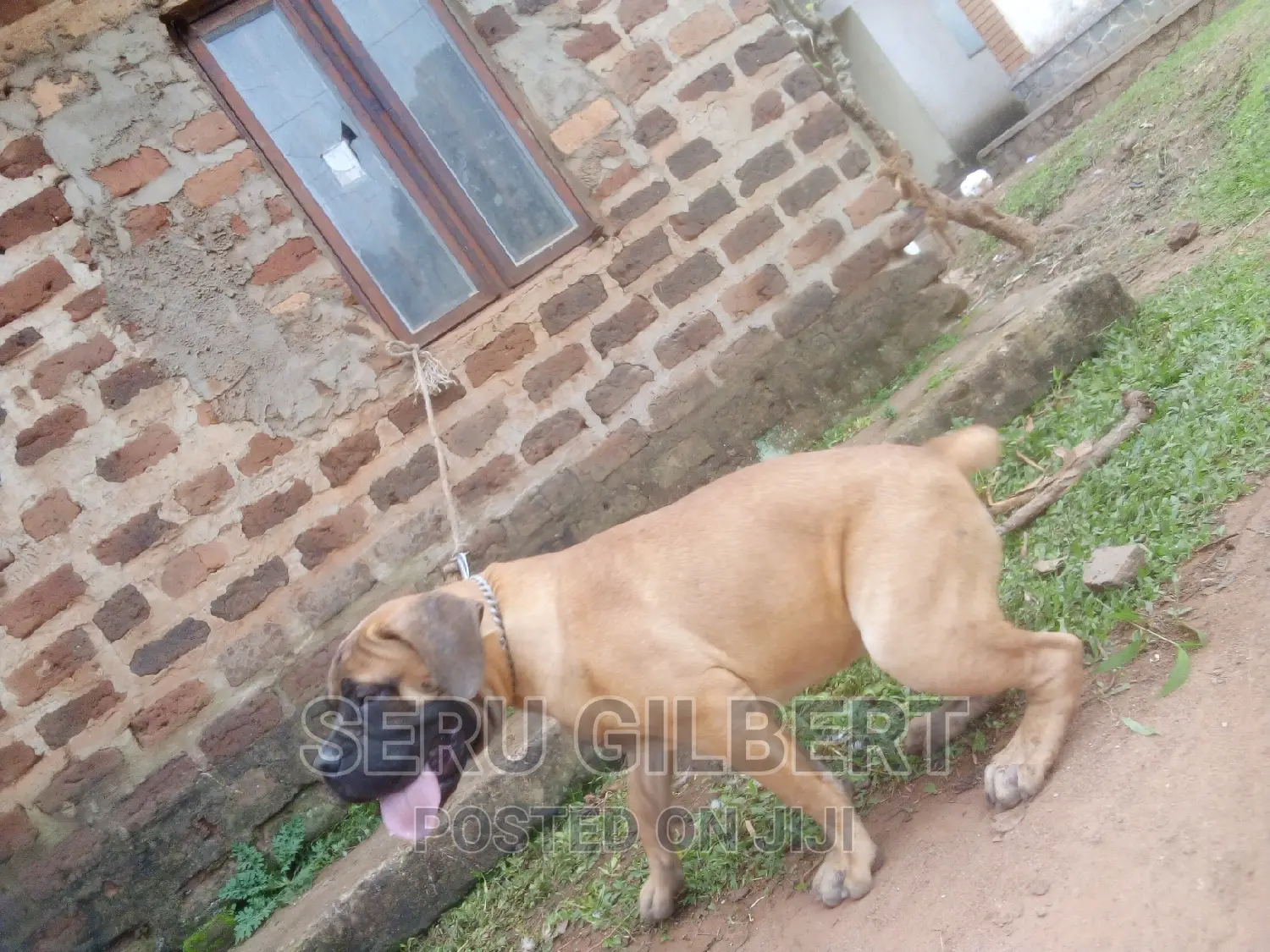 3-6 months Male Purebred Boerboel