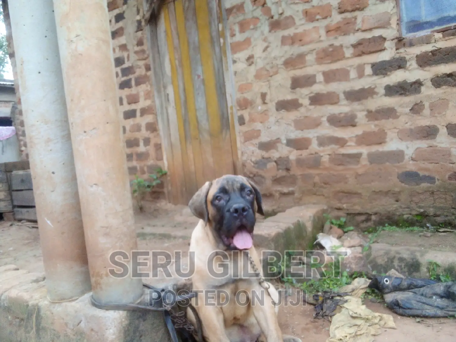 1-3 months Male Purebred Boerboel