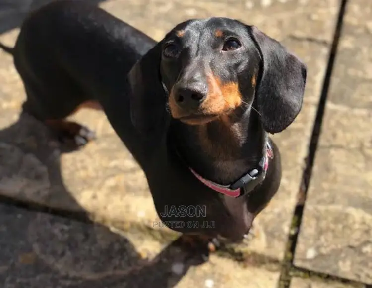 Adult Female Purebred Dachshund