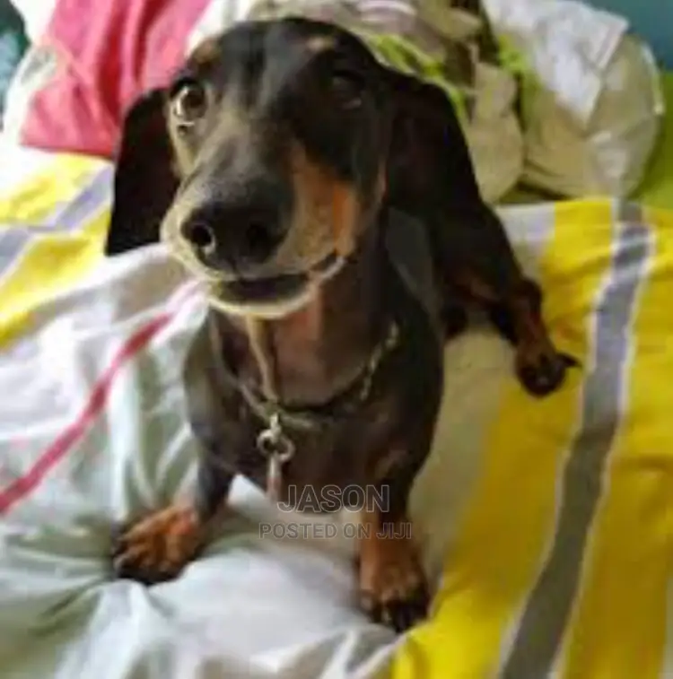 Adult Female Purebred Dachshund