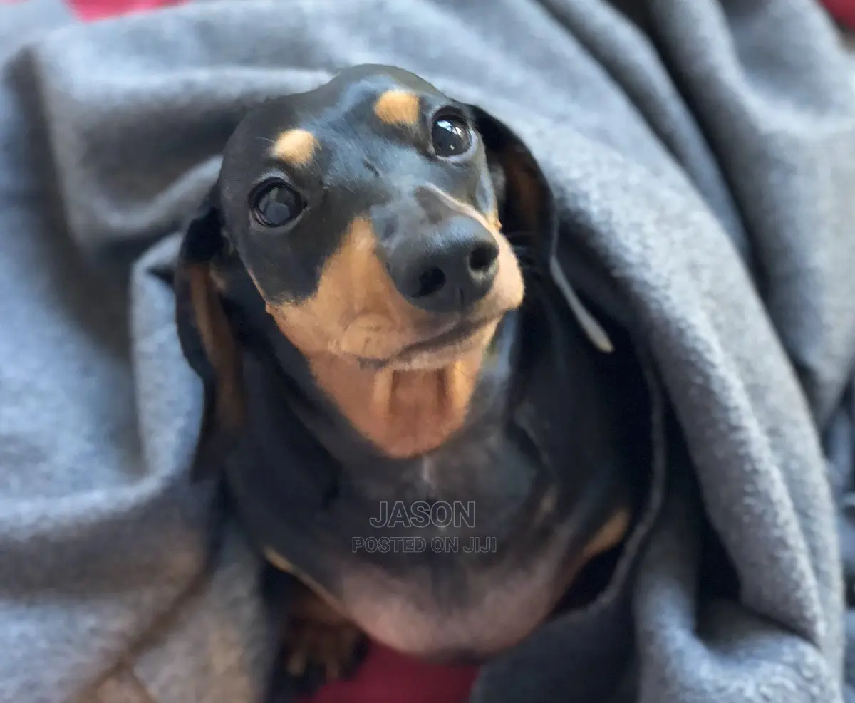 Adult Female Purebred Dachshund