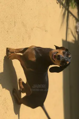 Adult Female Purebred Dachshund