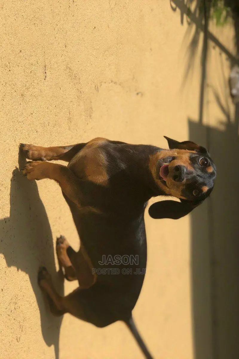 Adult Female Purebred Dachshund
