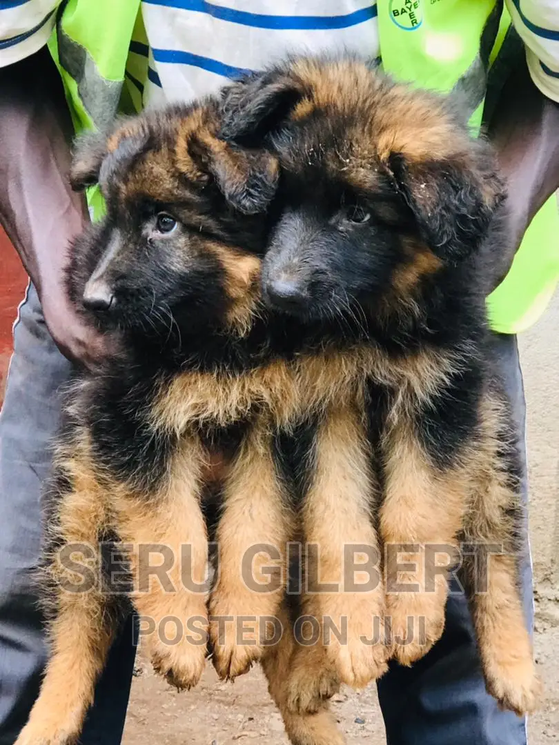 3-6 months Male Purebred German Shepherd