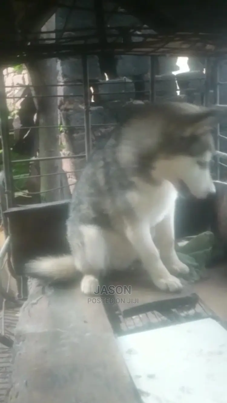 Senior Male Purebred Siberian Husky