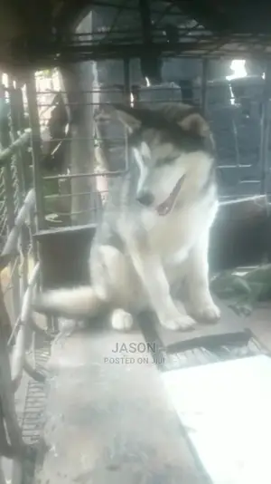 Senior Male Purebred Siberian Husky