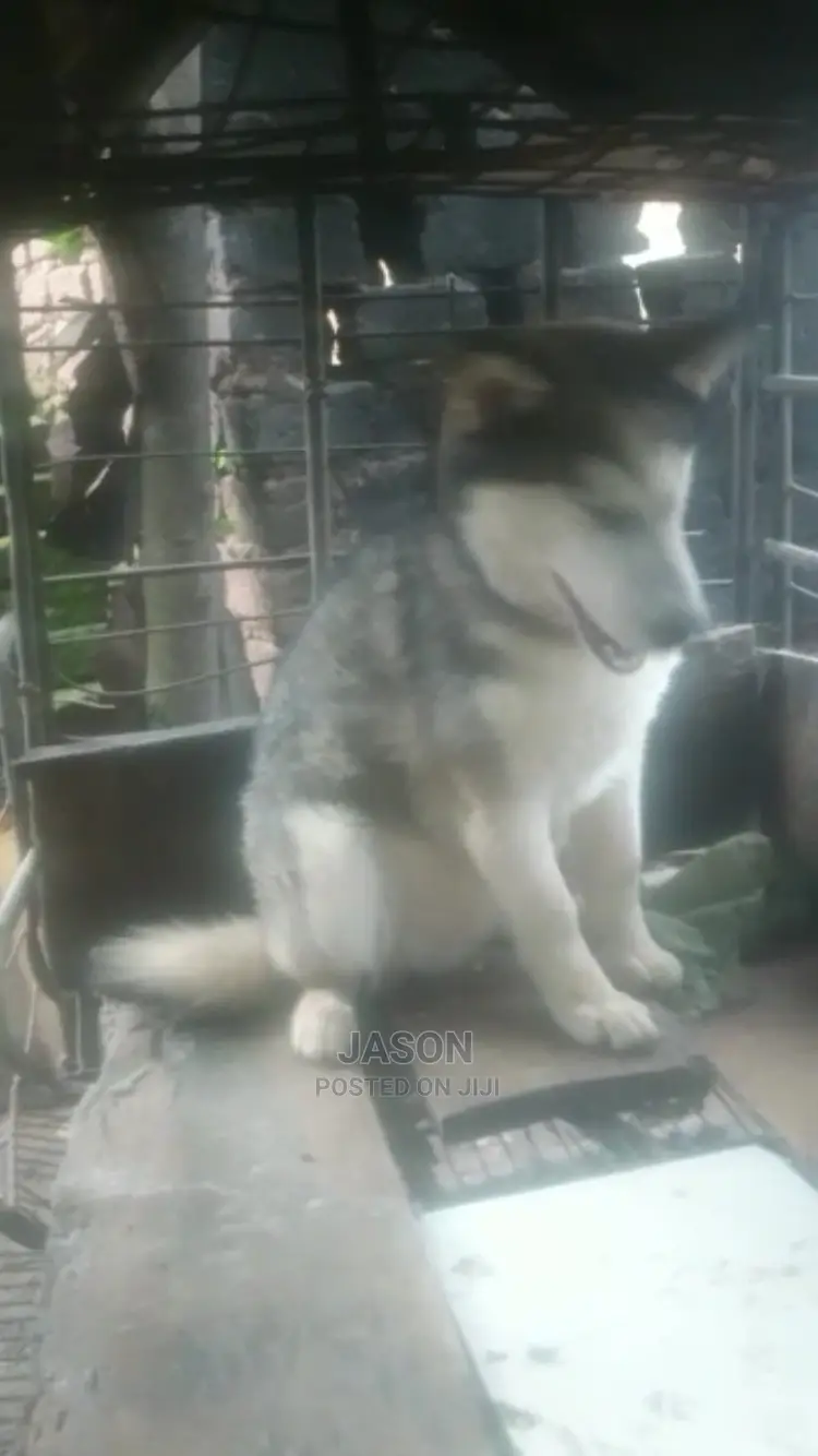 Senior Male Purebred Siberian Husky