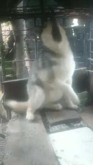 Senior Male Purebred Siberian Husky
