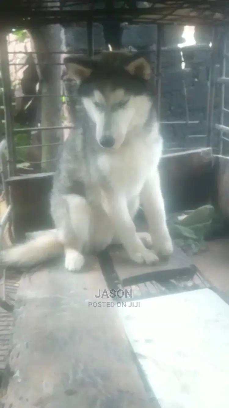 Senior Male Purebred Siberian Husky