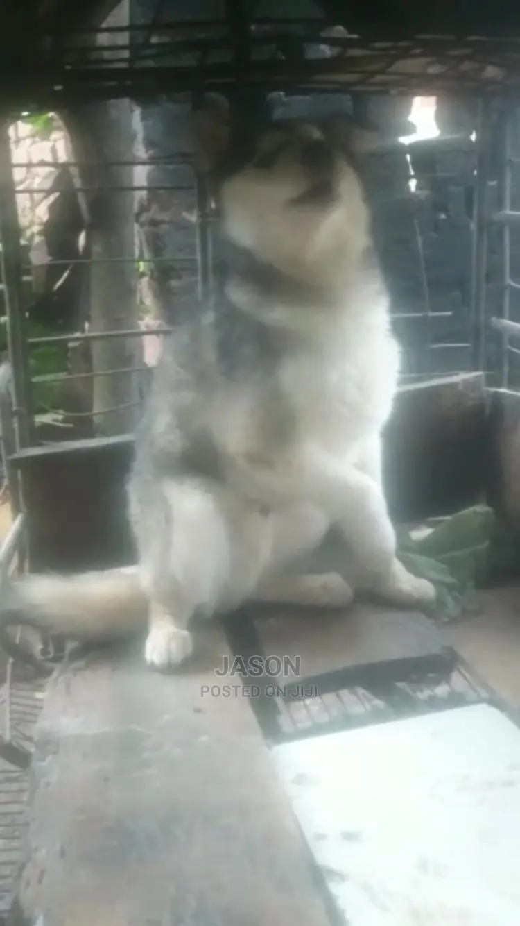 Senior Male Purebred Siberian Husky