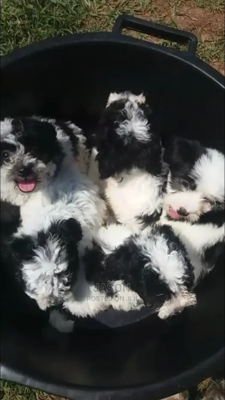 Senior Male Purebred Maltese