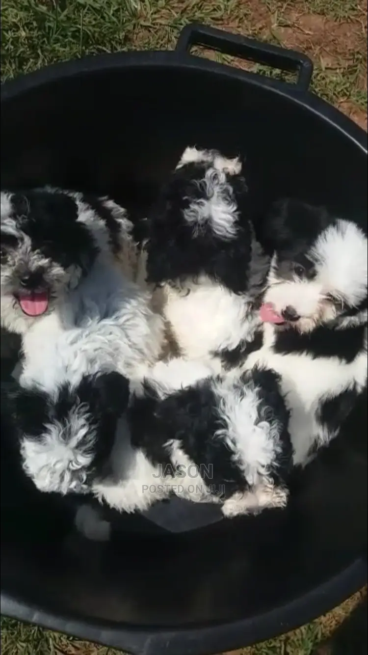 Senior Male Purebred Maltese