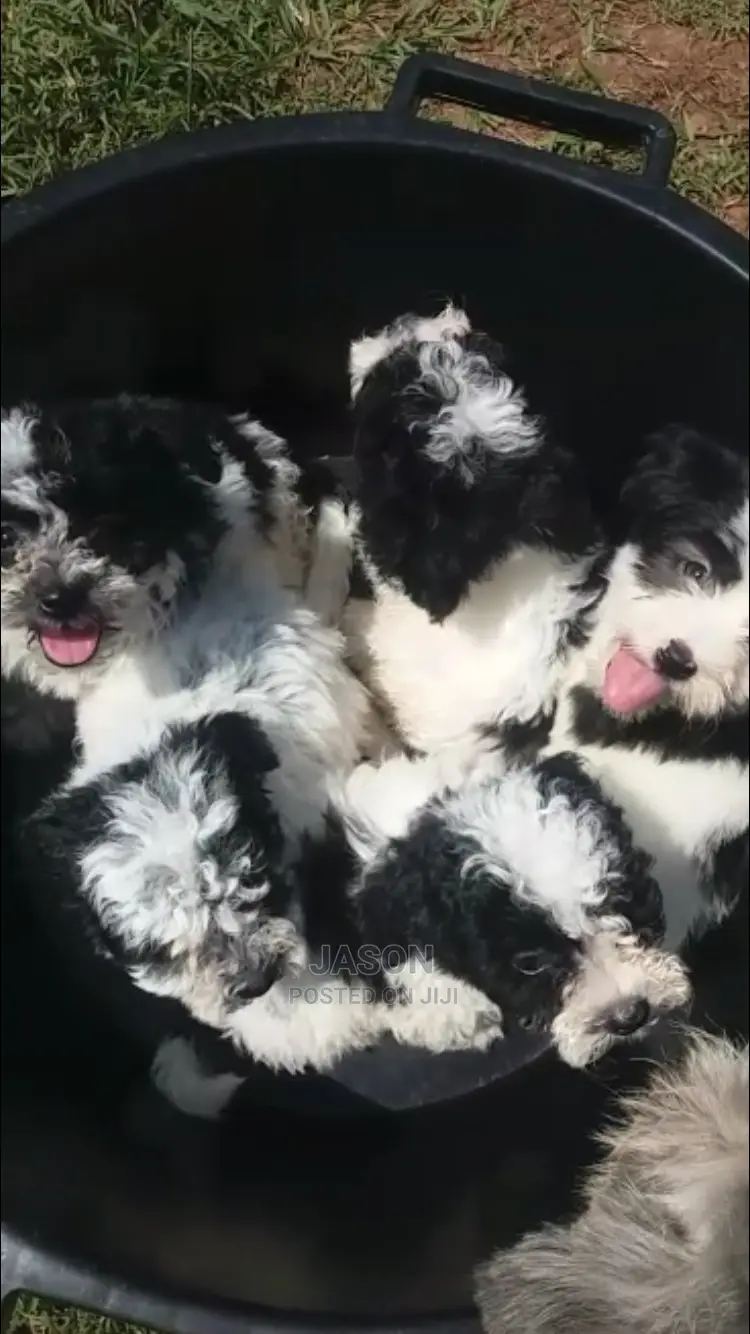 Senior Male Purebred Maltese
