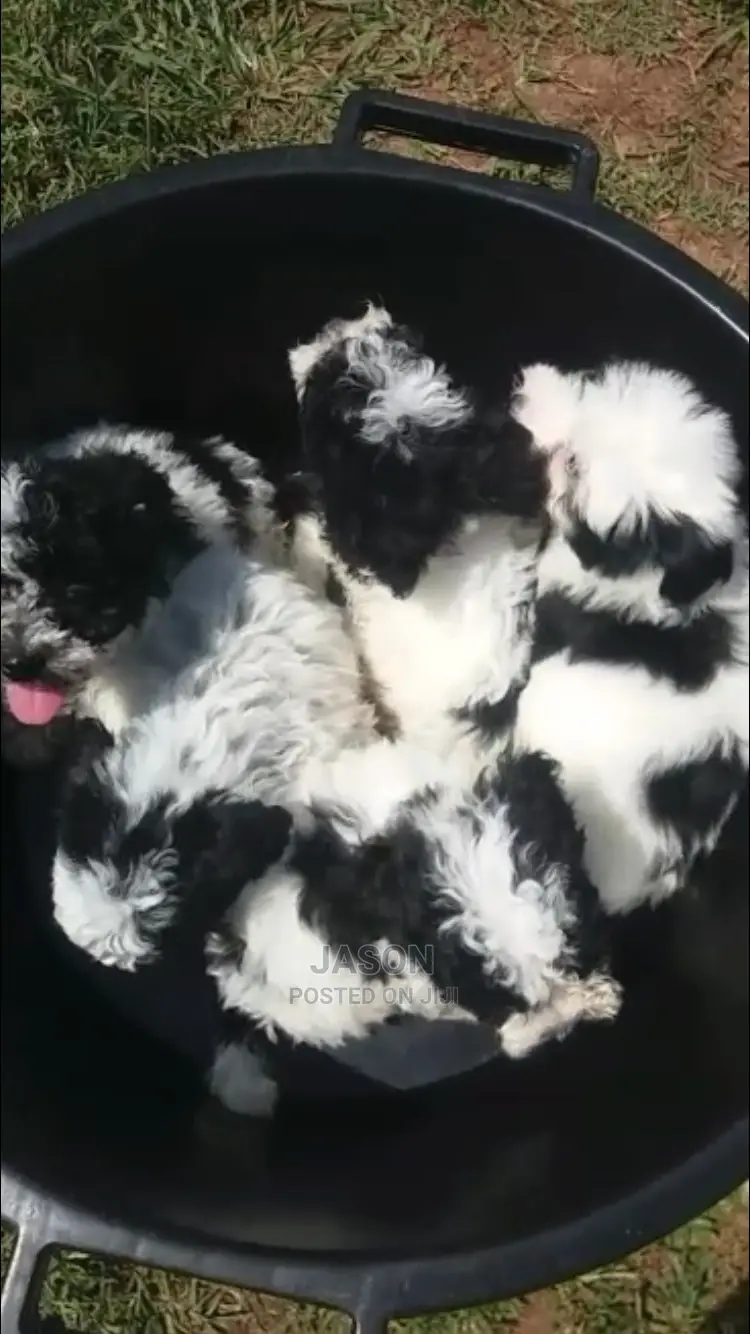 Senior Male Purebred Maltese