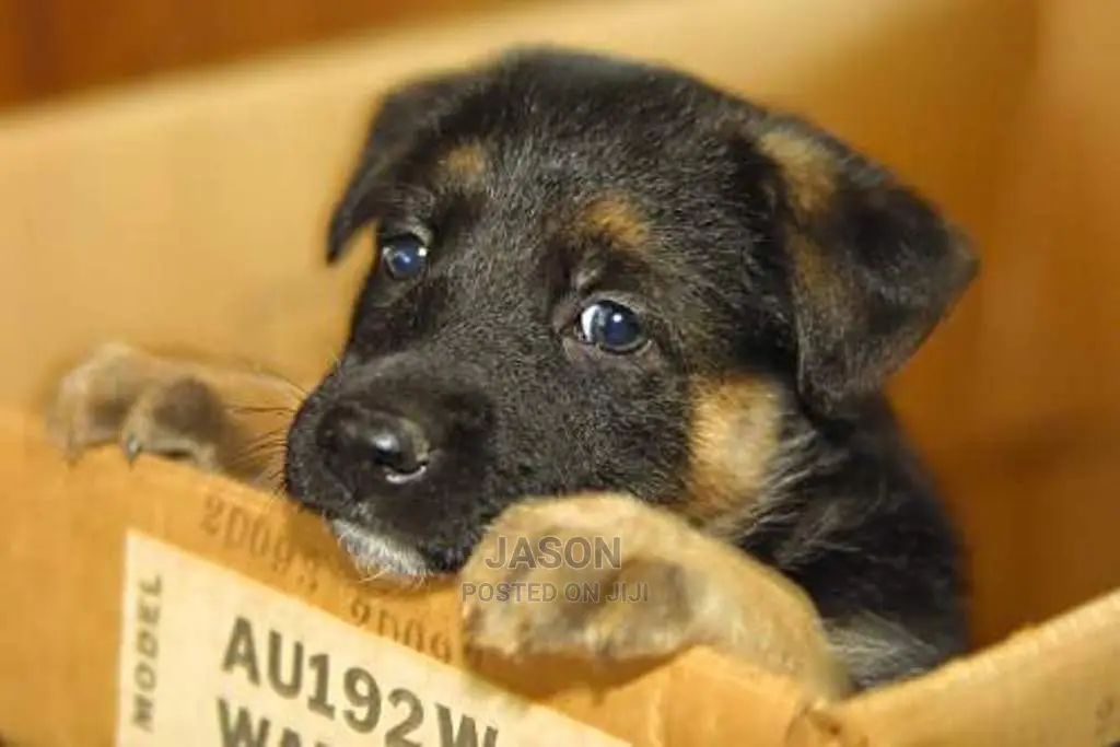 Young Male Mixed Breed German Shepherd Dog