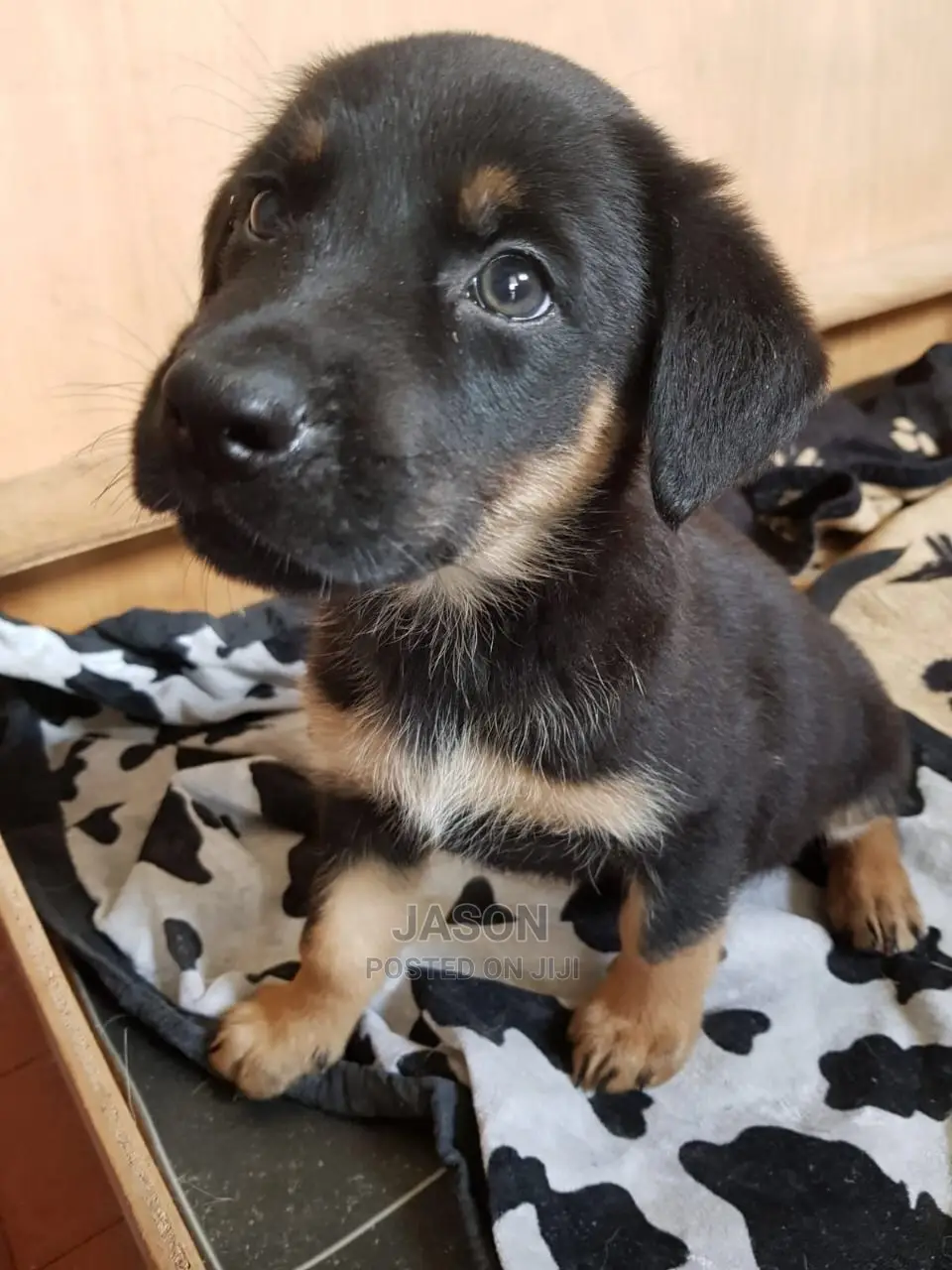 Young Male Mixed Breed German Shepherd Dog