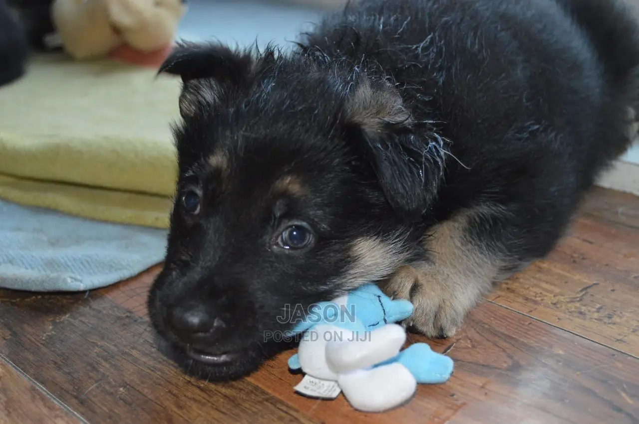 Young Male Mixed Breed German Shepherd Dog
