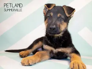 Young Male Mixed Breed German Shepherd Dog