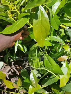 Hass Avocado Seedlings