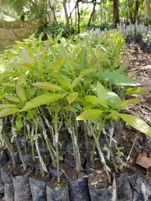 Hass Avocado Seedlings