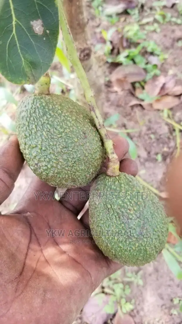 Hass Avocado Seedlings