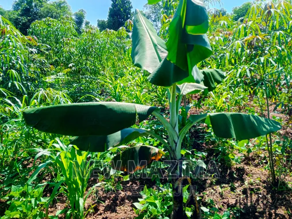 2 Acres and 10 Decimals on Quicksale in Heart of Mpigi
