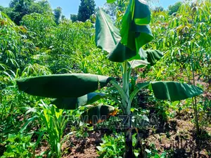 2 Acres and 10 Decimals on Quicksale in Heart of Mpigi