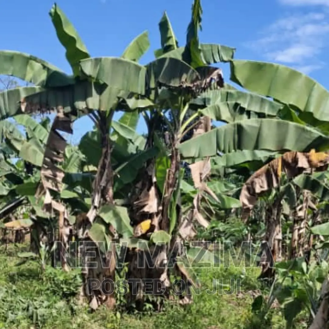 2 Acres and 10 Decimals on Quicksale in Heart of Mpigi