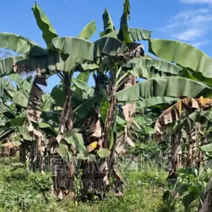 2 Acres and 10 Decimals on Quicksale in Heart of Mpigi