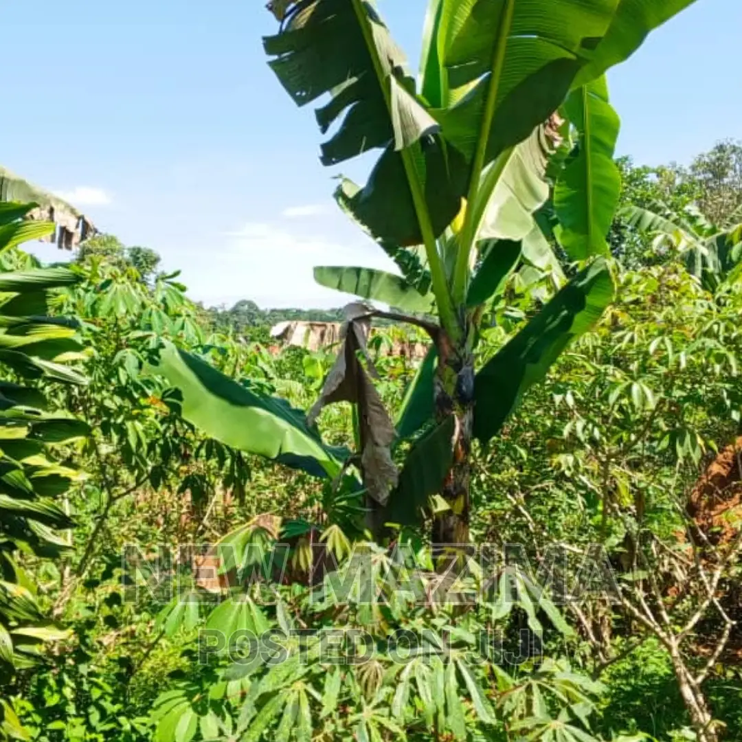Affordable Private Mile Land Titled Plot Onsale Matuga Gombe