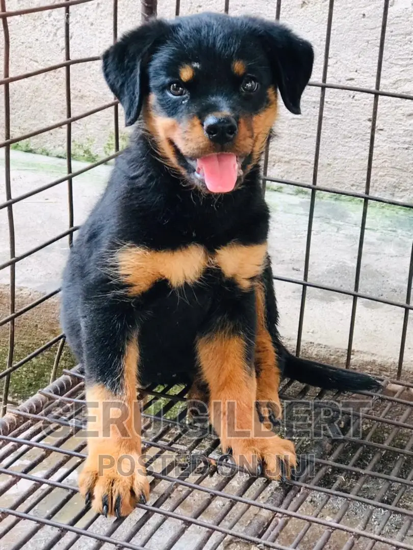 1-3 months Female Purebred Rottweiler