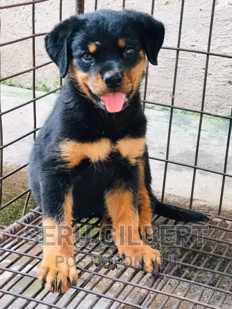 3-6 months Male Purebred Rottweiler