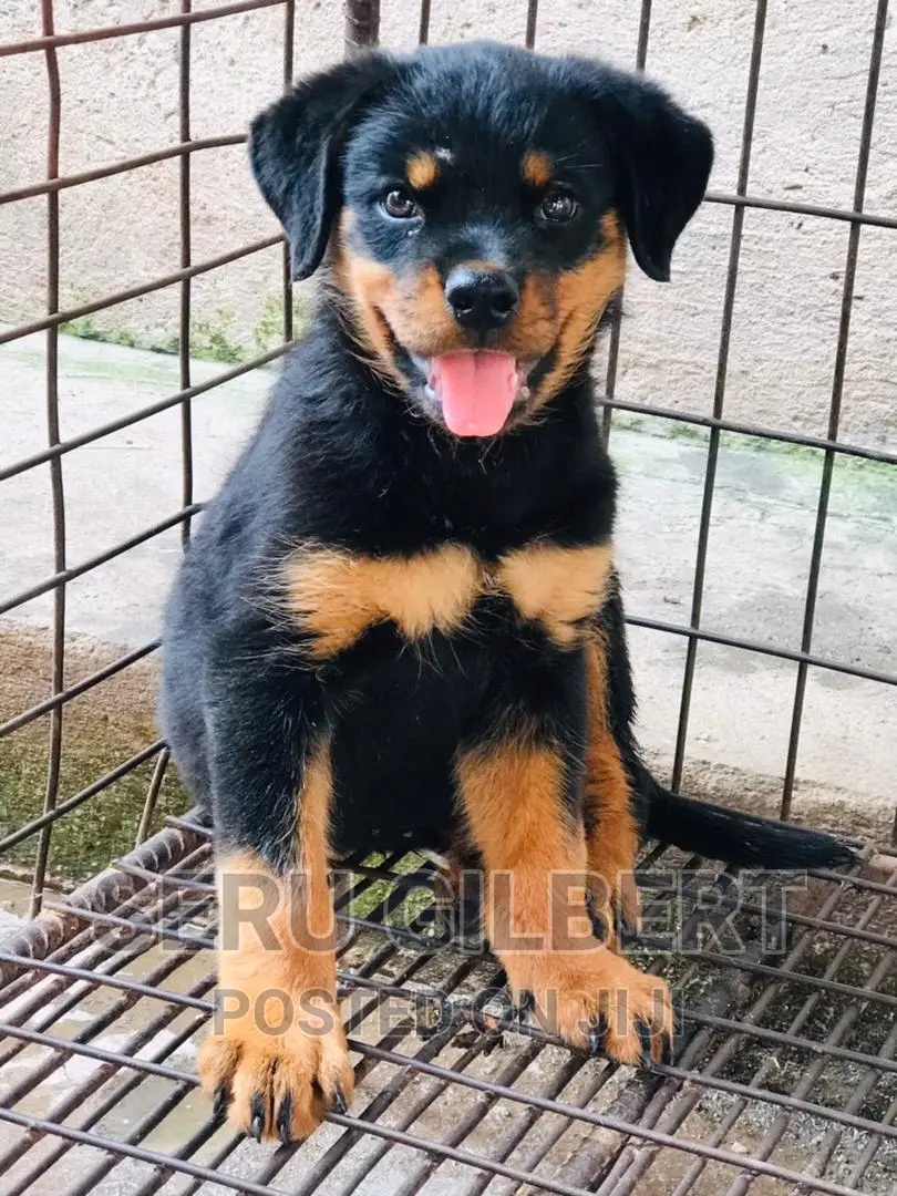 1-3 months Male Purebred Rottweiler