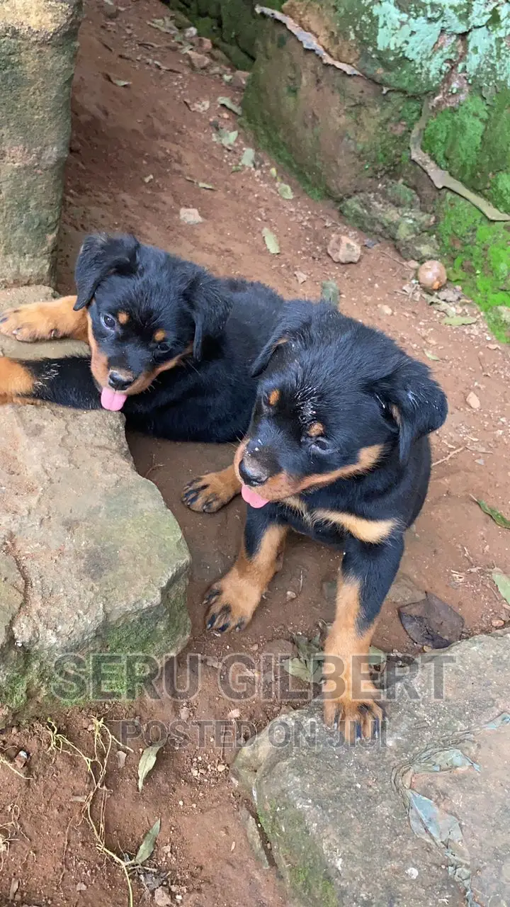 3-6 months Male Purebred Rottweiler