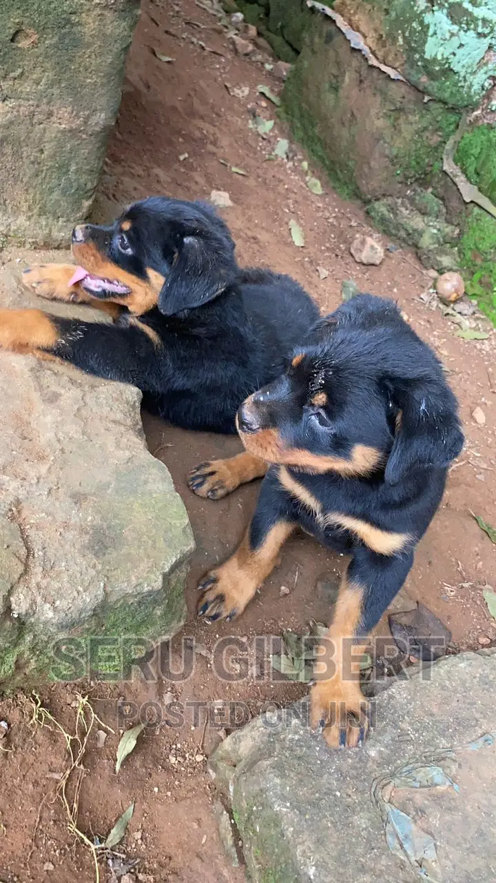 3-6 months Male Purebred Rottweiler