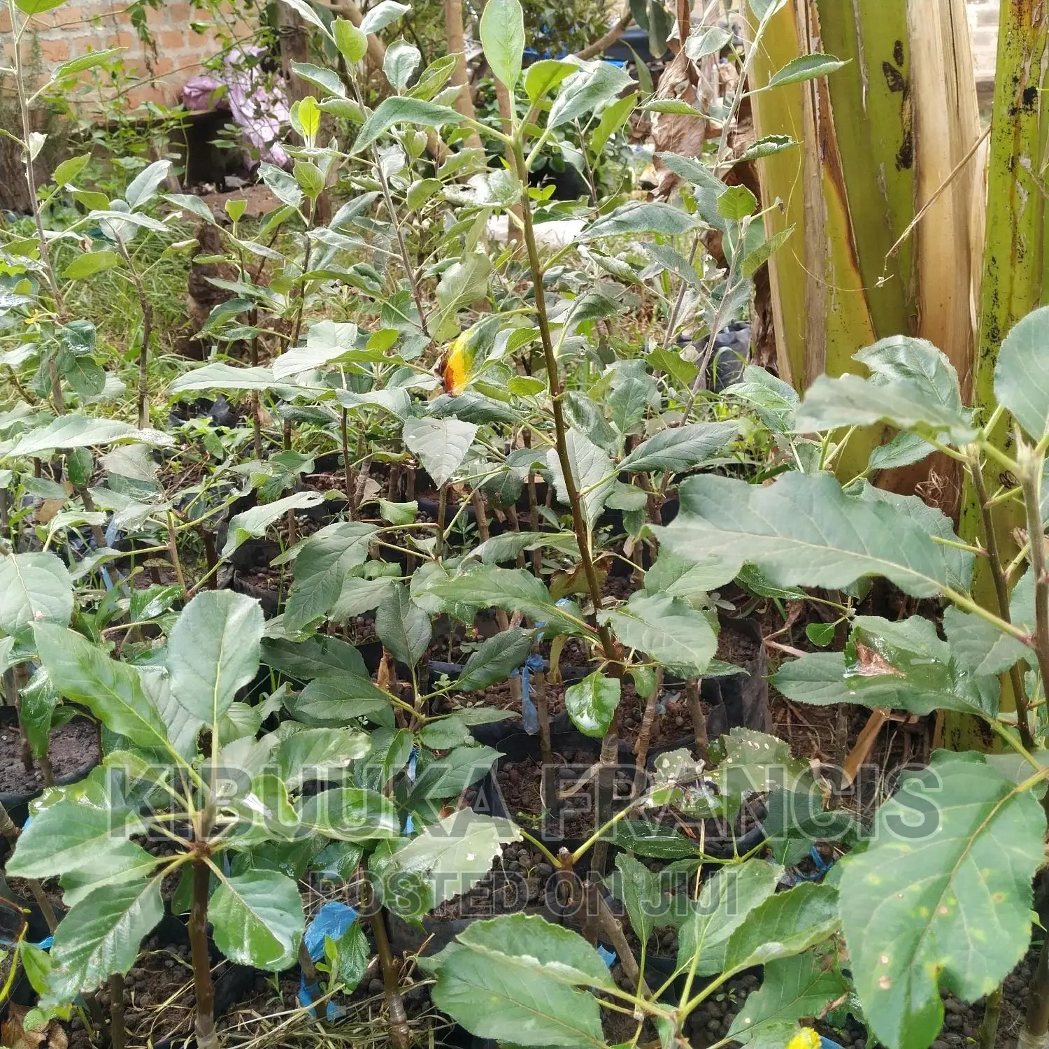 Mature Apple Seedlings for Sale