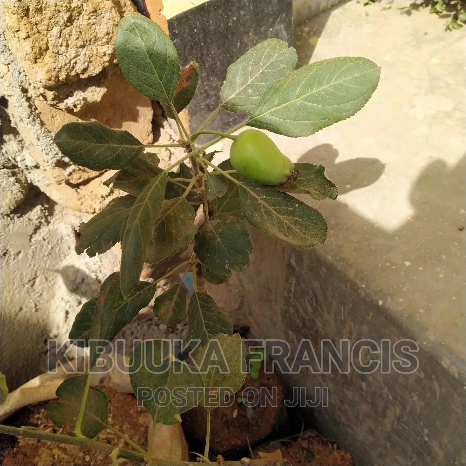 Mature Apple Seedlings for Sale
