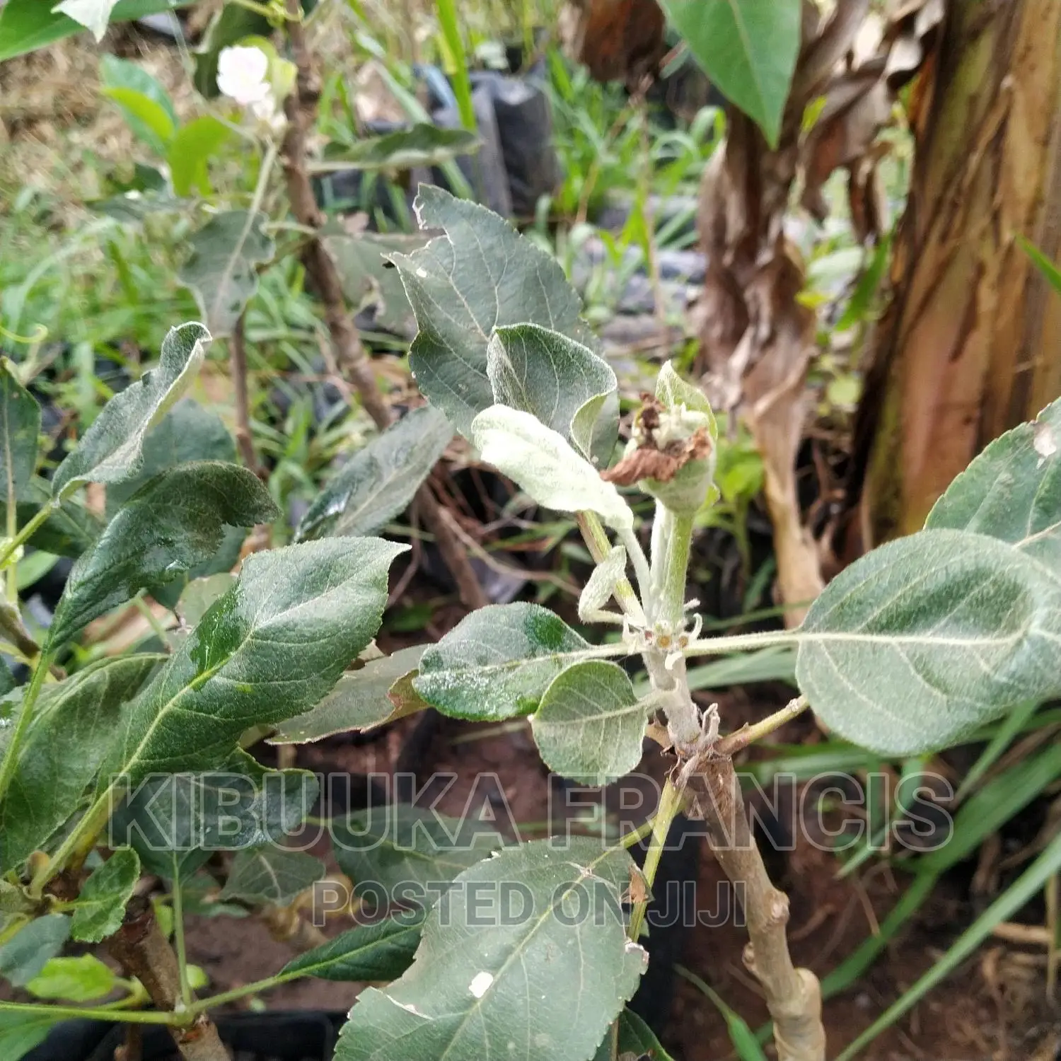 Mature Apple Seedlings for Sale