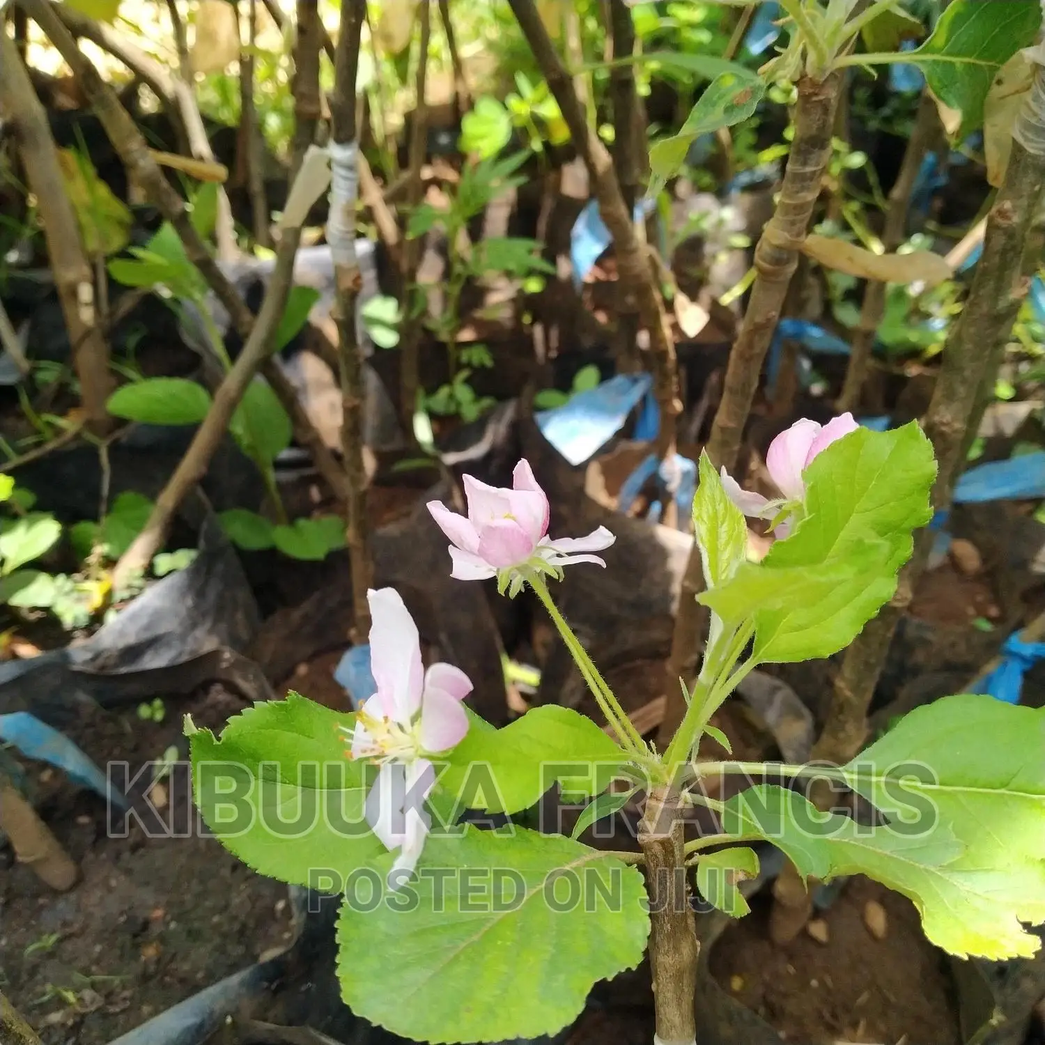 Mature Apple Seedlings for Sale
