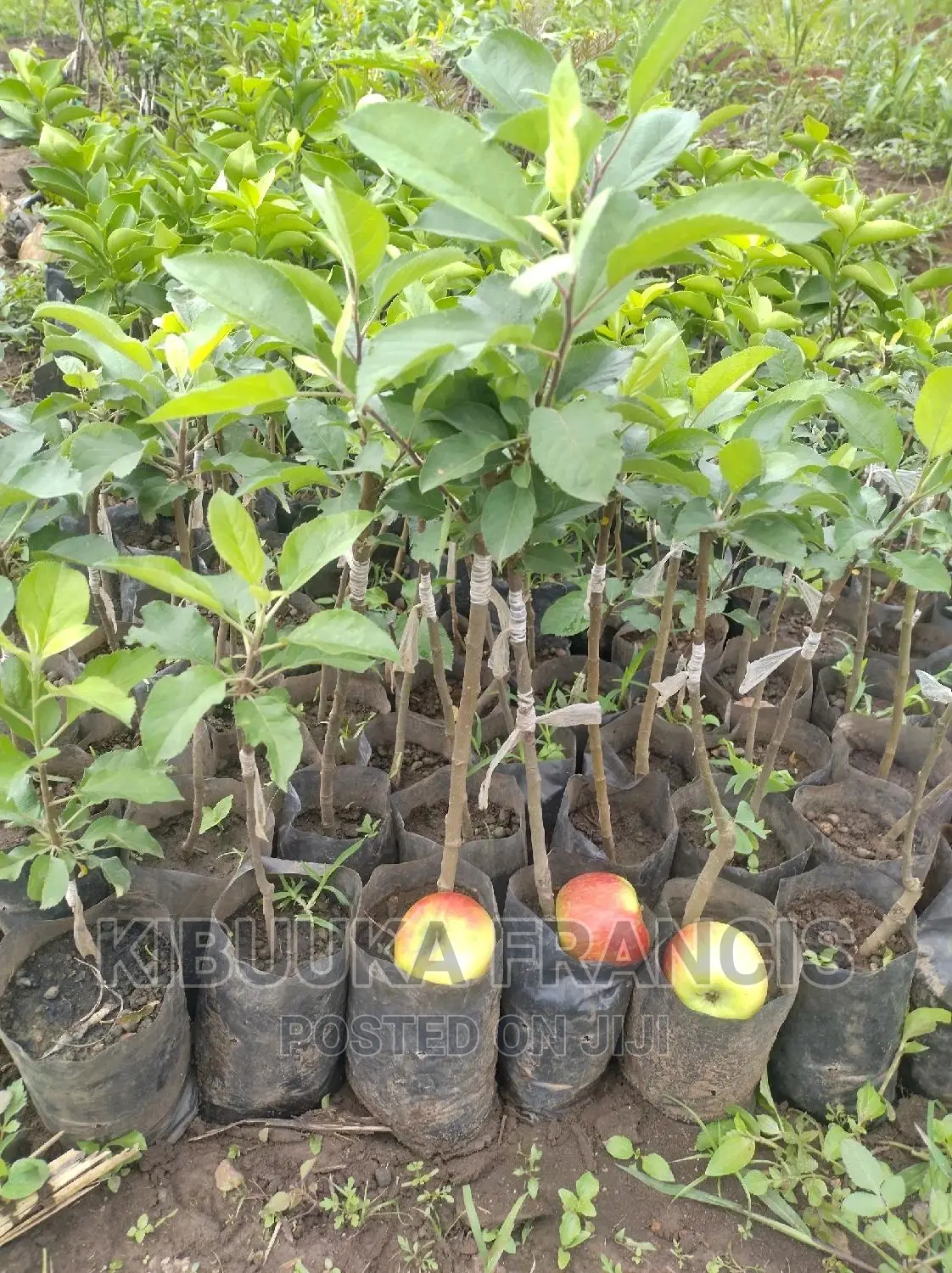Mature Apple Seedlings for Sale