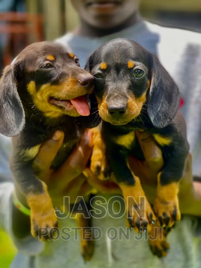 1-3 months Male Purebred Dachshund