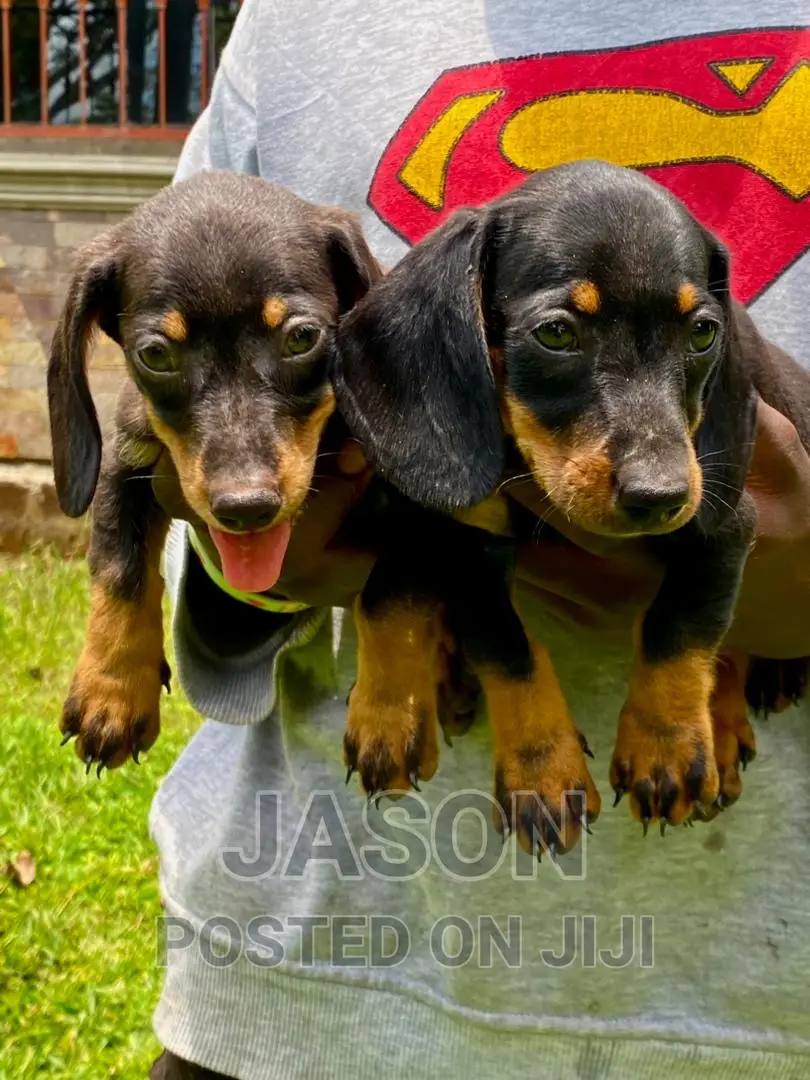 1-3 months Male Purebred Dachshund