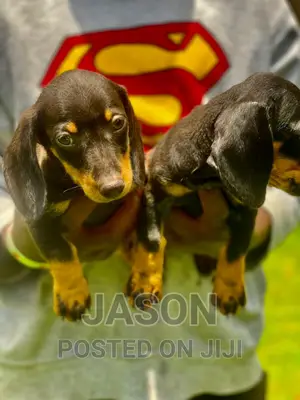 1-3 months Female Purebred Dachshund