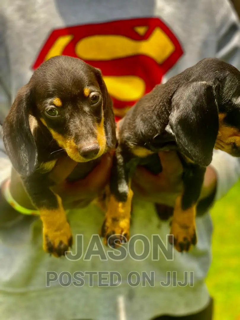 1-3 months Female Purebred Dachshund