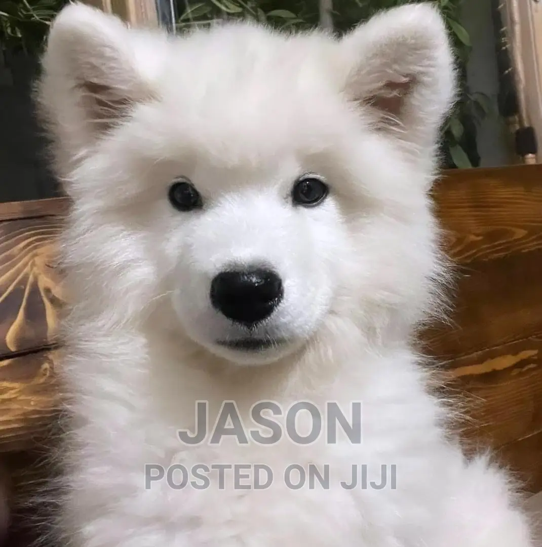 1-3 months Male Purebred Samoyed