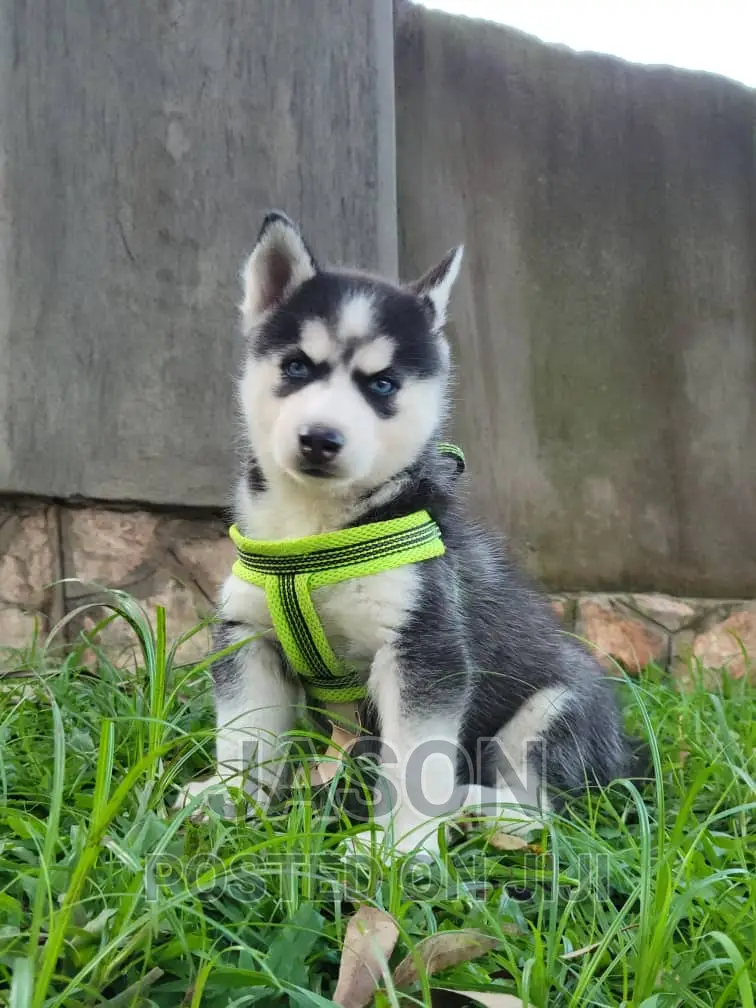 1-3 months Female Purebred Siberian Husky