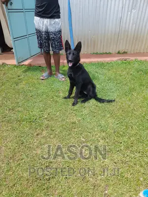 3-6 months Male Purebred German Shepherd