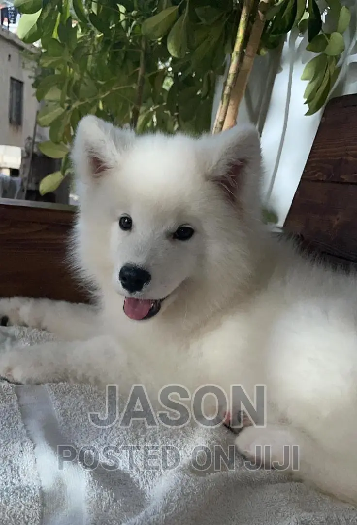 1-3 months Female Purebred Samoyed